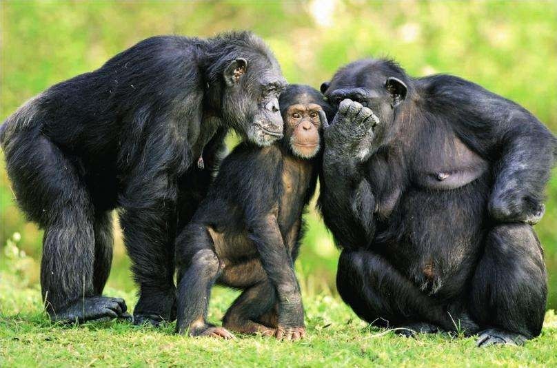 包含卢旺达联：卢旺达警察VS奇甘比的词条  第1张